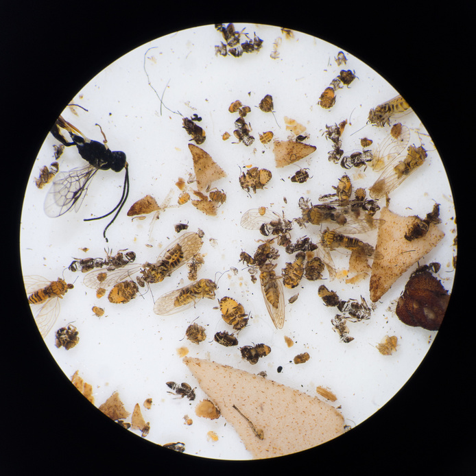 Au microscope, les scientifiques trient la faune échantillonnée sur les tamarins des hauts