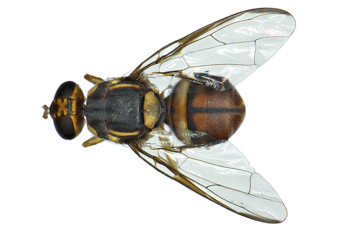 Bactrocera dorsalis