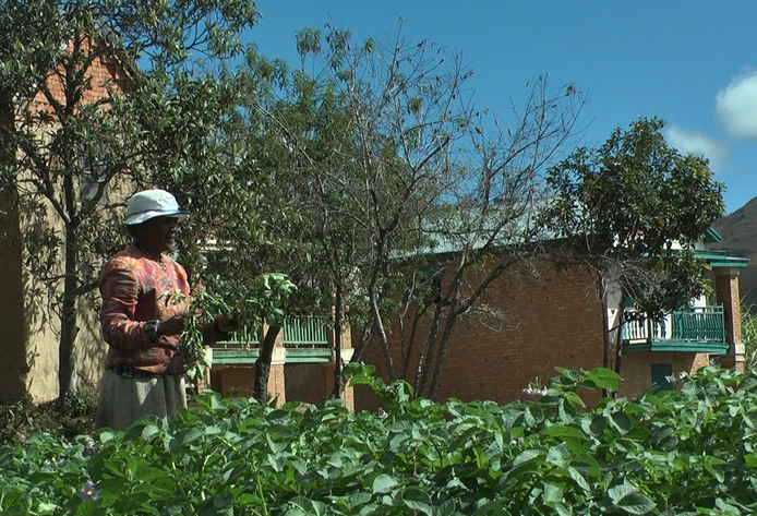 Émilie Razanatsiferana cultive des pommes de terre atteintes par la bactérie