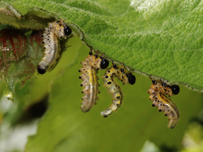Larves de cibdela janthina
