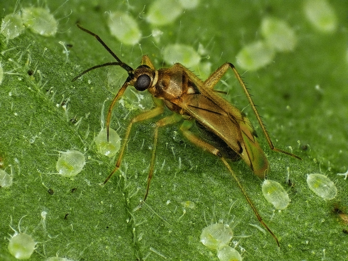 Nesidiocoris volucer