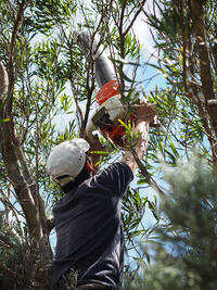 Sebastien Dervin échantillonne la faune présente sur les tamarins des hauts