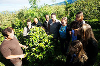 © La Route des Caféiers