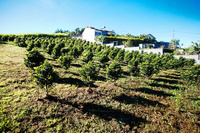 © La Route des Caféiers