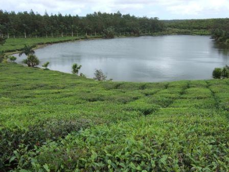 La route du thé à Maurice
