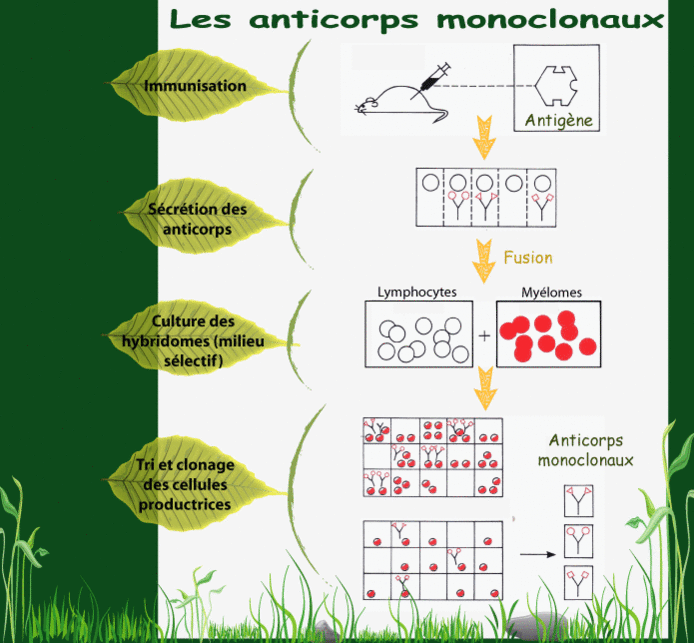 anticorps monoclonaux