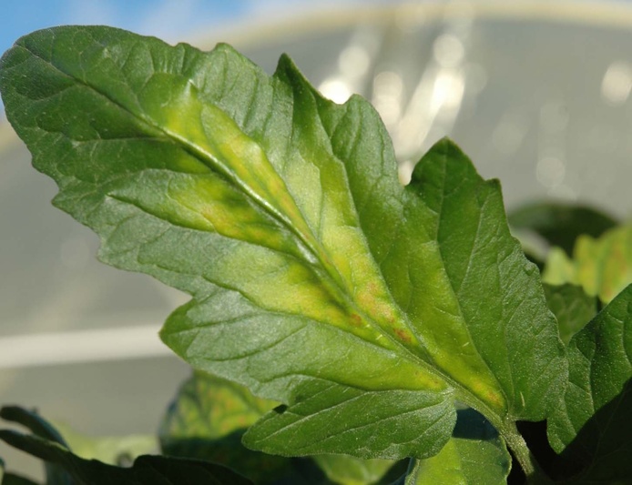 ToCV: Symptôme en flamme sur feuille de tomate