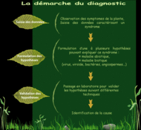 What is a diagnosis ?