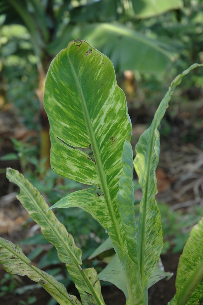 MosaÃ¯que du bananier