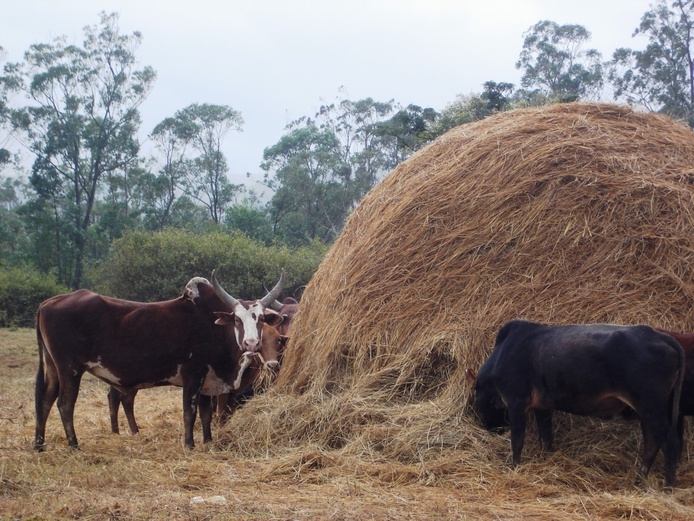 Zébus à Madagascar