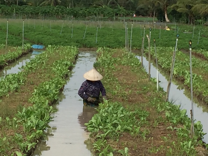 Growing vegetable in Southern Vietnam © Jean-Philippe Deguine (Cirad)
