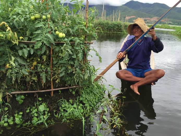 Growing vegetables on Inlay Lake, Myanmar © Jean-Philippe Deguine (Cirad)