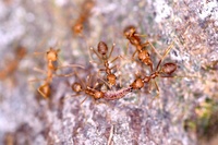 Weaver ants © Philippe Cao Van (Cirad)