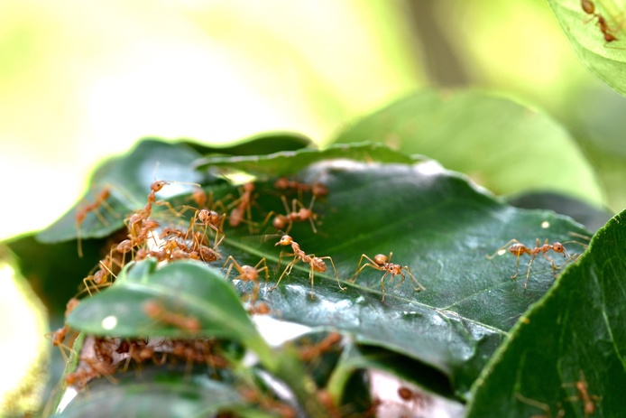 Weaver ants in a citrus orchard in Vietnam © Philippe Cao Van (Cirad)