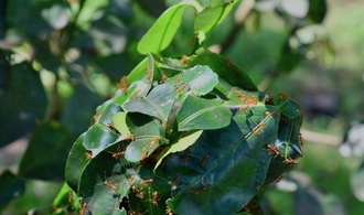 Weaver ants' nest © Philippe Cao Van (Cirad)