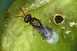 La micro-guêpe Leptocybe Invasa © Antoine FRANCK - CIRAD 