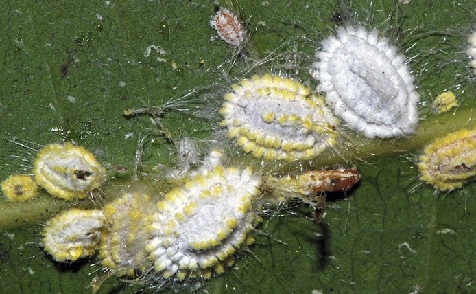 Icerya seychellarum-manguier-©Antoine-FRANCK-Cirad UMR PVBMT