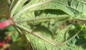 acarien rouge sur manioc Madagascar ©Hélène DELATTE -CIRAD UMR PVBMT