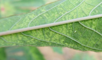 Aleurode- manioc-Madagascar ©Hélène DELATTE -CIRAD UMR PVBMT