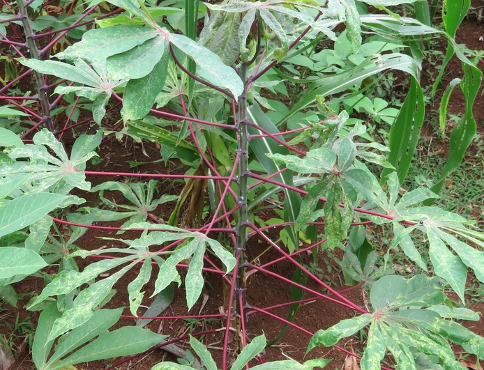 CMD- sur manioc- Comores ©Hélène DELATTE -CIRAD UMR PVBMT