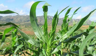 Dégâts sur maïs -Madagascar- Spodoptera ©Hélène DELATTE -CIRAD UMR PVBMT