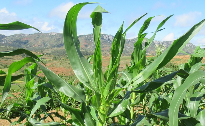 Dégâts sur maïs -Madagascar- Spodoptera ©Hélène DELATTE -CIRAD UMR PVBMT