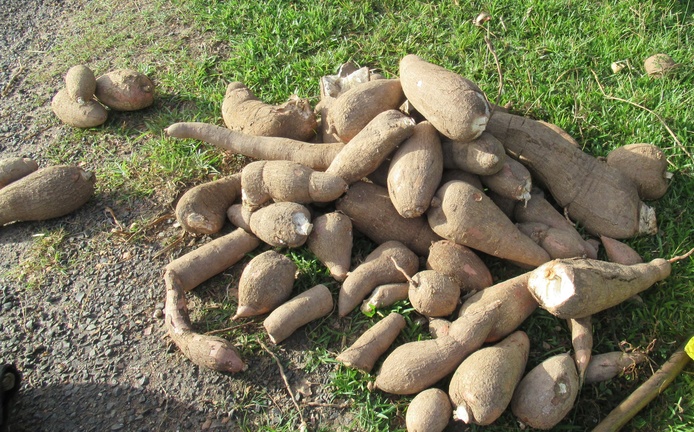 Récolte de Manioc-Madagascar ©Hélène DELATTE -CIRAD UMR PVBMT