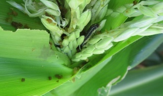 Spodoptera frugiperda ©Hélène DELATTE -CIRAD UMR PVBMT