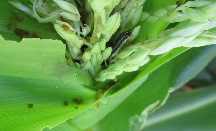Spodoptera frugiperda ©Hélène DELATTE -CIRAD UMR PVBMT