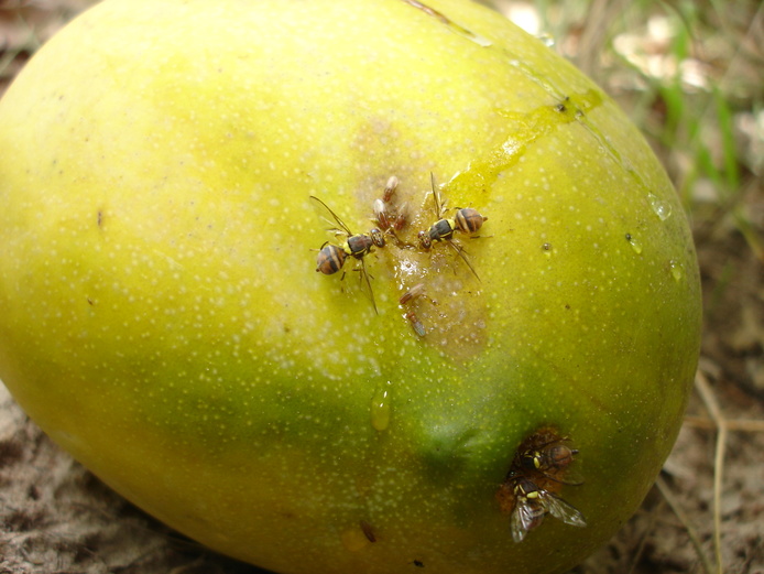 Quatre Bactrocera dorsalis (Diptera Tephritidae) et quelques Drosophilidae sur une mangue cv Eldon