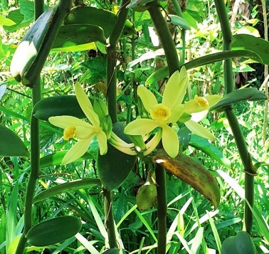 © Vanille de Madagascar - Michel GRISONI, CIRAD