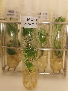 Manioc Madagascar in vitro