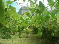 Chouchou Salazie