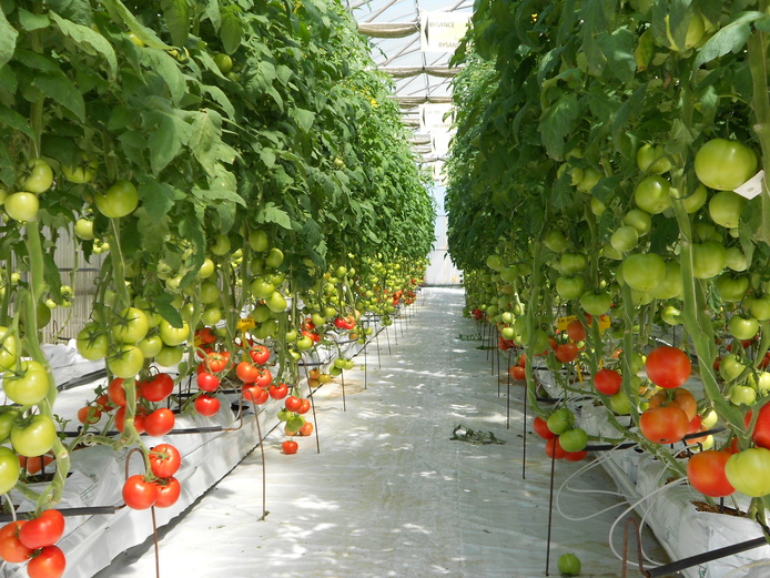 Tomate ARMEFLHOR