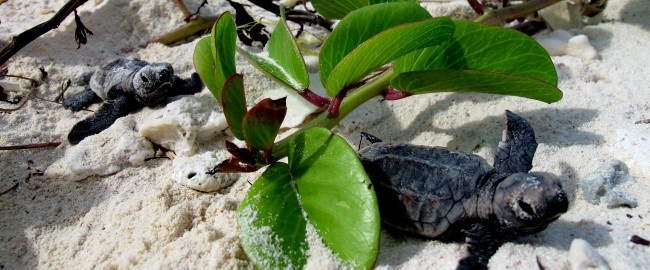 turtle