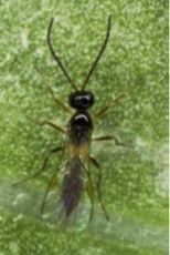 aphid