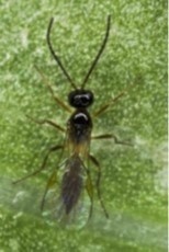 aphid