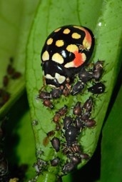coccinelle