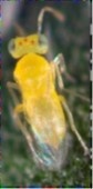eretmocerus