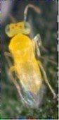 eretmocerus