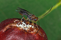 fopius