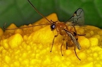 fourmis