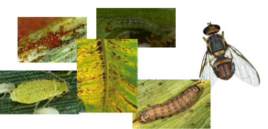 insectes