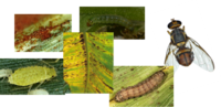 insectes