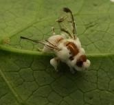 mouche parasitée