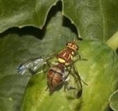 mouche sur feuille