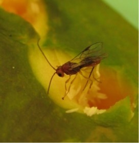 parasite