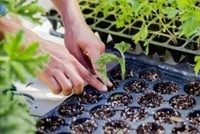 plantation