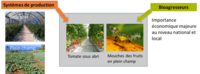 Schéma UMT BAT