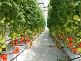 serre tomate